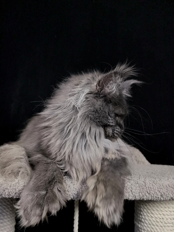 C*Mell  Akbars (polydactyl 77/66) - Adult maine-coon 1 year 3 weeks