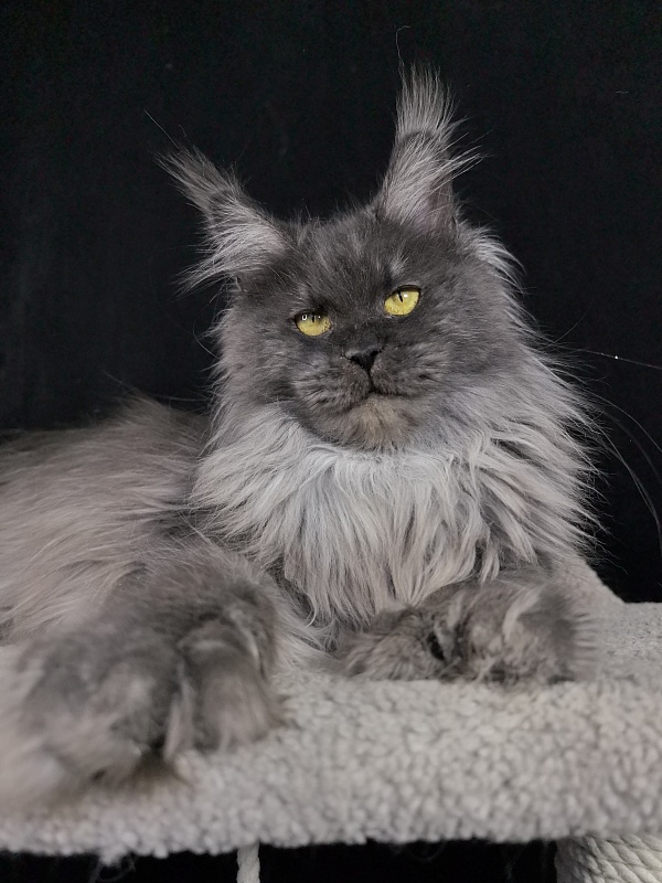 C*Mell  Akbars (polydactyl 77/66) - Adult maine-coon 1 year 3 weeks