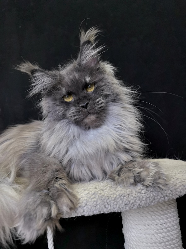 C*Mell  Akbars (polydactyl 77/66) - Adult maine-coon 1 year 3 weeks
