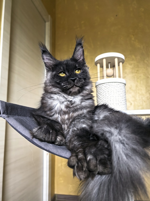 C*Mell  Akbars (polydactyl 77/66) - Kitten maine-coon 6 months 4 weeks