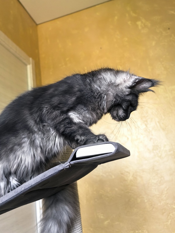 C*Mell  Akbars (polydactyl 77/66) - Kitten maine-coon 6 months 4 weeks