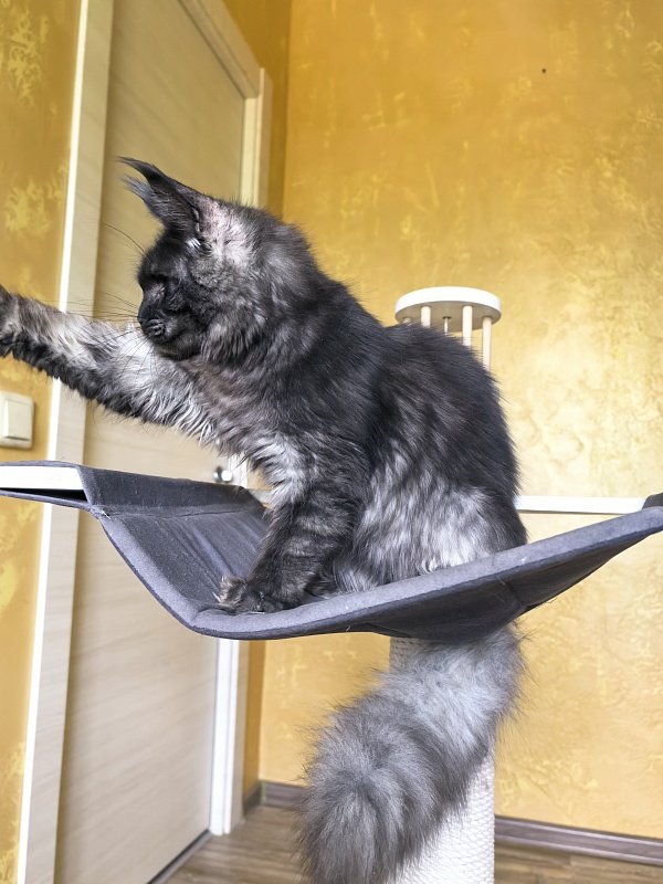 C*Mell  Akbars (polydactyl 77/66) - Kitten maine-coon 6 months 4 weeks