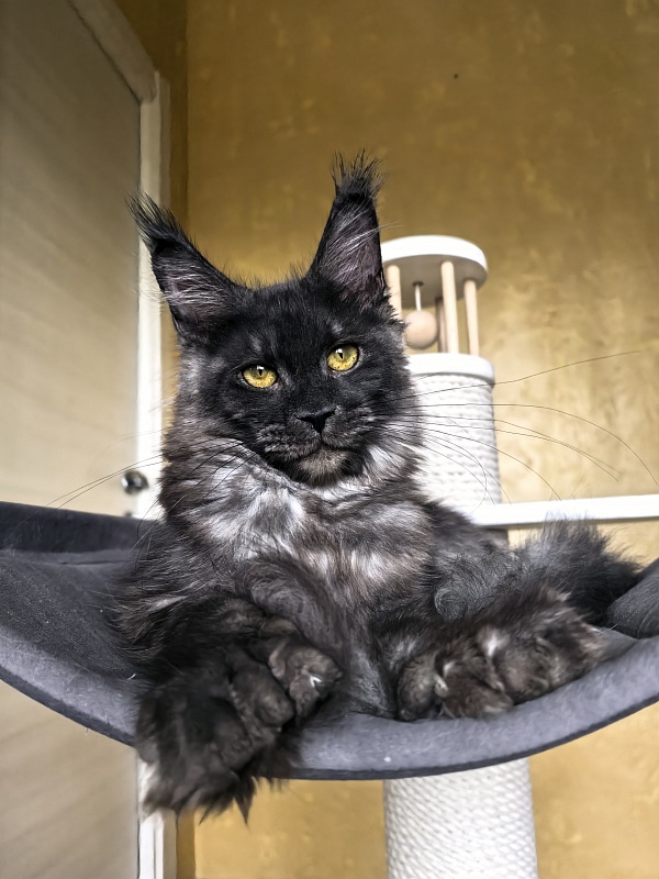 C*Mell  Akbars (polydactyl 77/66) - Kitten maine-coon 6 months 4 weeks