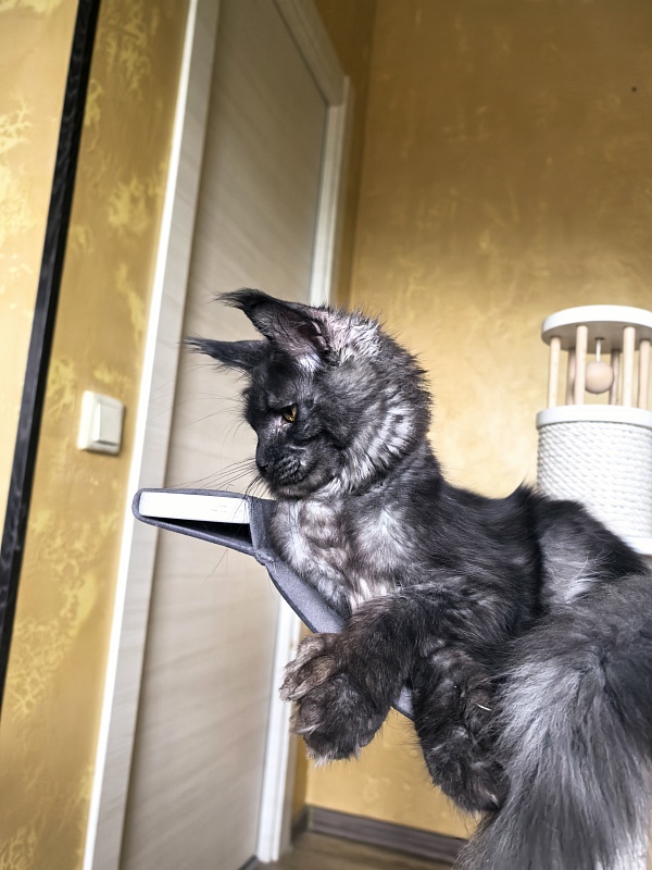 C*Mell  Akbars (polydactyl 77/66) - Kitten maine-coon 6 months 4 weeks