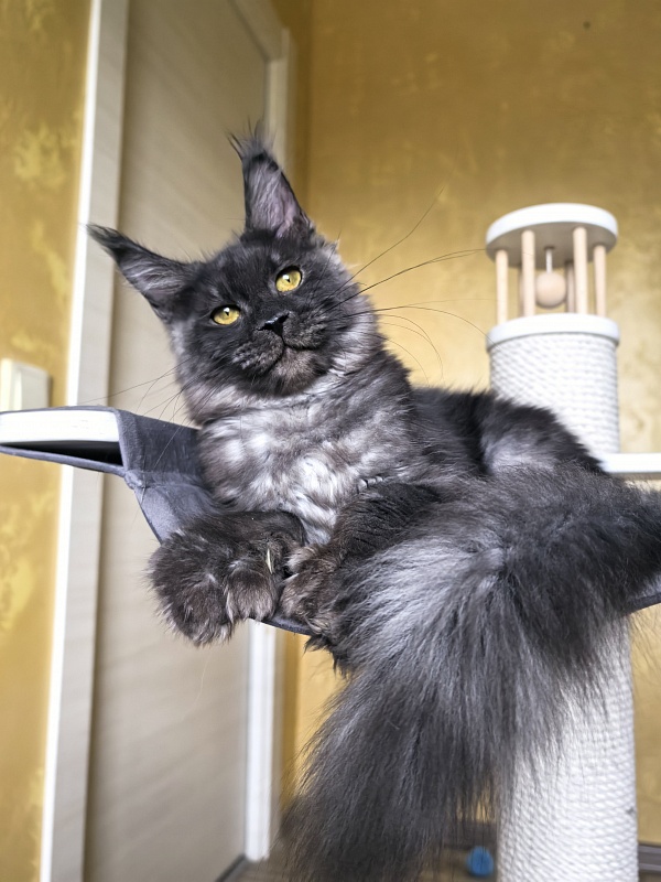 C*Mell  Akbars (polydactyl 77/66) - Kitten maine-coon 6 months 4 weeks