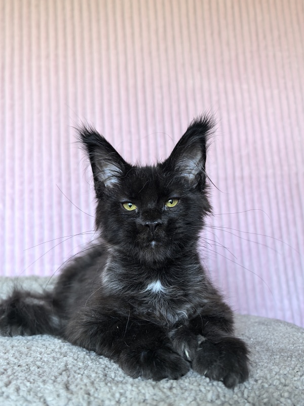 Chiara Akbars polydactyl 77/66) - Kitten maine-coon 4 months 1.5 week