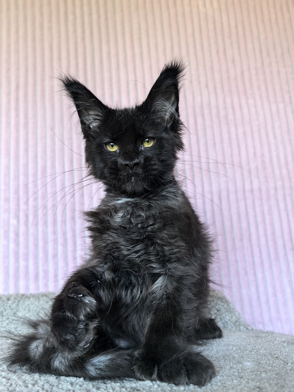 Chiara Akbars polydactyl 77/66) - Kitten maine-coon 4 months 1.5 week