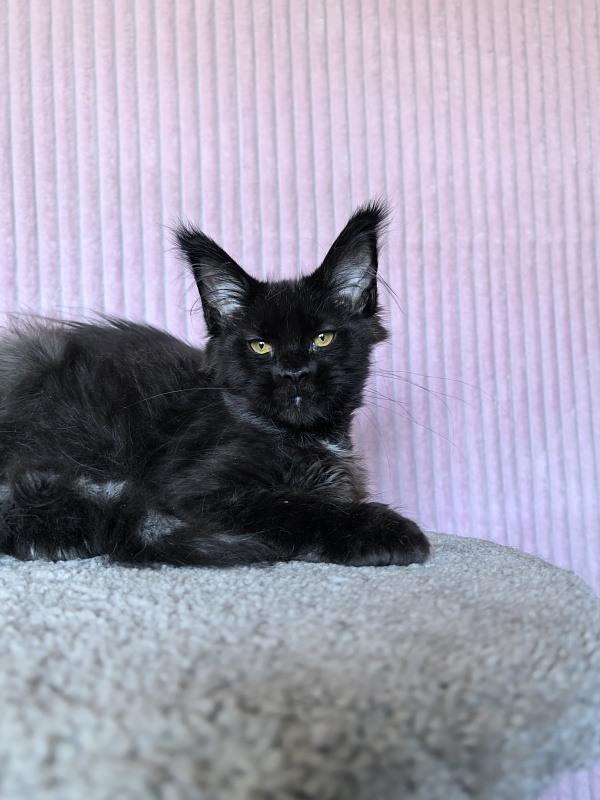 Chiara Akbars polydactyl 77/66) - Kitten maine-coon 4 months 1.5 week