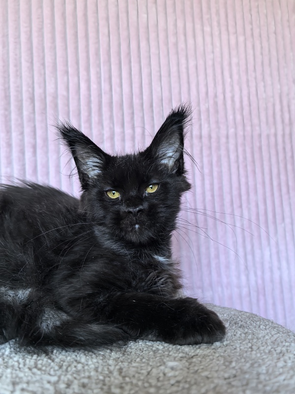 Chiara Akbars polydactyl 77/66) - Kitten maine-coon 4 months 1.5 week