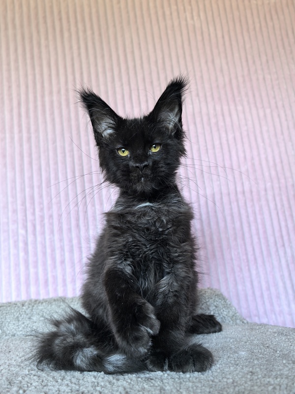 Chiara Akbars polydactyl 77/66) - Kitten maine-coon 4 months 1.5 week