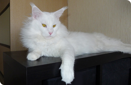 Bonsar's White Spirit Murmurcat - мейн-кун