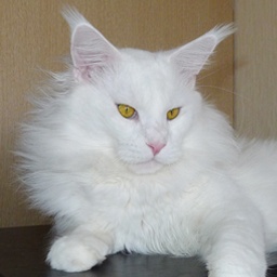 Bonsar's White Spirit Murmurcat