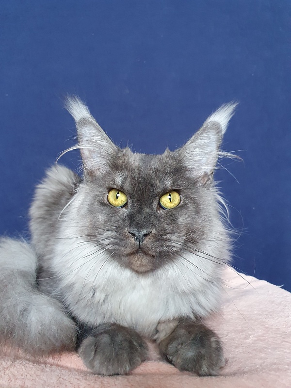 Molly Akbars - Kitten maine-coon 6 months 2 weeks