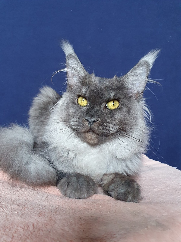 Molly Akbars - Kitten maine-coon 6 months 2 weeks