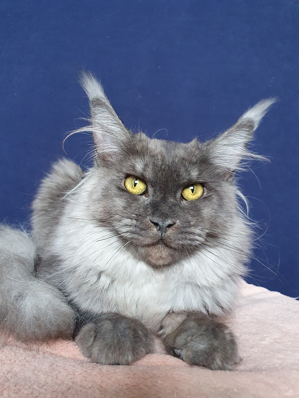 Molly Akbars - Kitten maine-coon 6 months 2 weeks