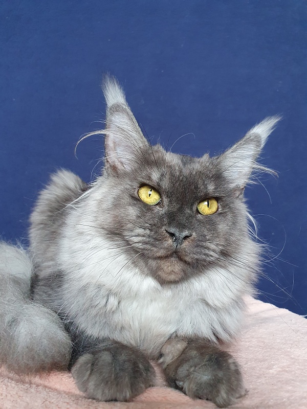 Molly Akbars - Kitten maine-coon 6 months 2 weeks