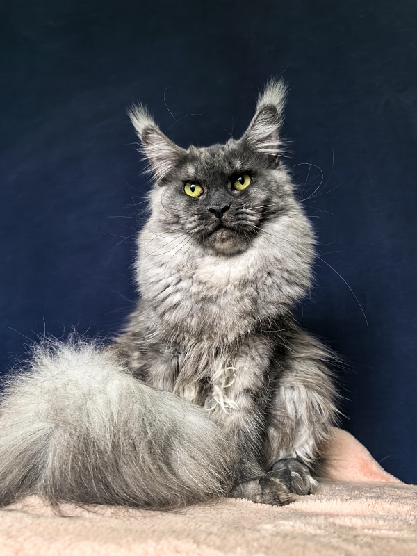 Molly Akbars - Junior maine-coon 9 months 1 week