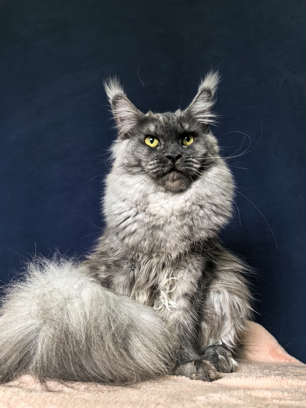 Molly Akbars - Junior maine-coon 9 months 1 week