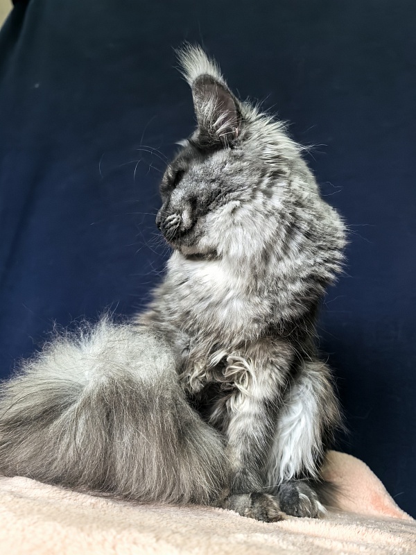 Molly Akbars - Junior maine-coon 9 months 1 week