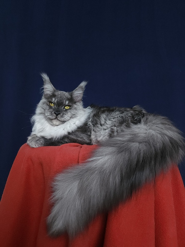 Marta Cat Akbars - Kitten maine-coon 6 months 1 week