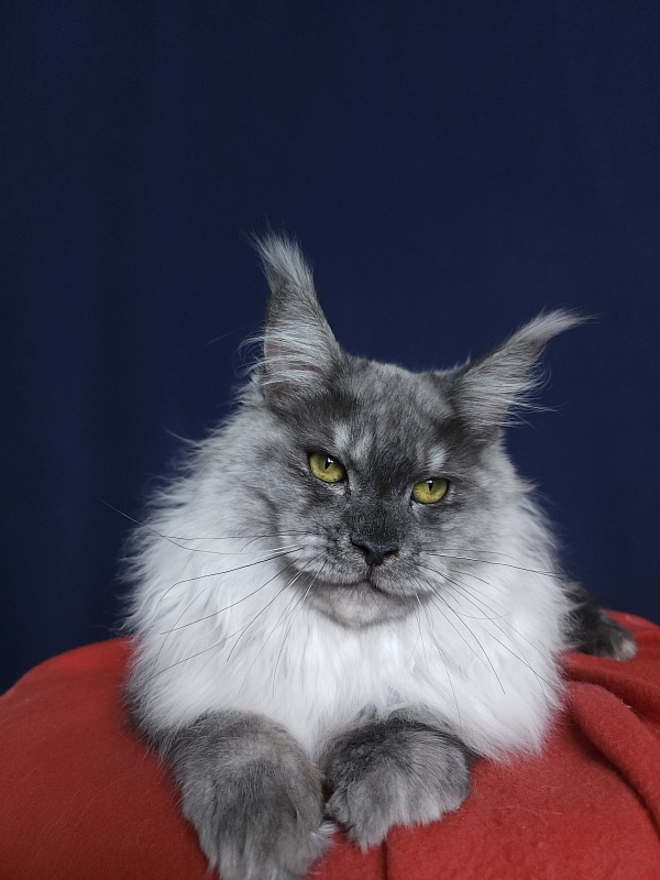 Marta Cat Akbars - Kitten maine-coon 6 months 1 week