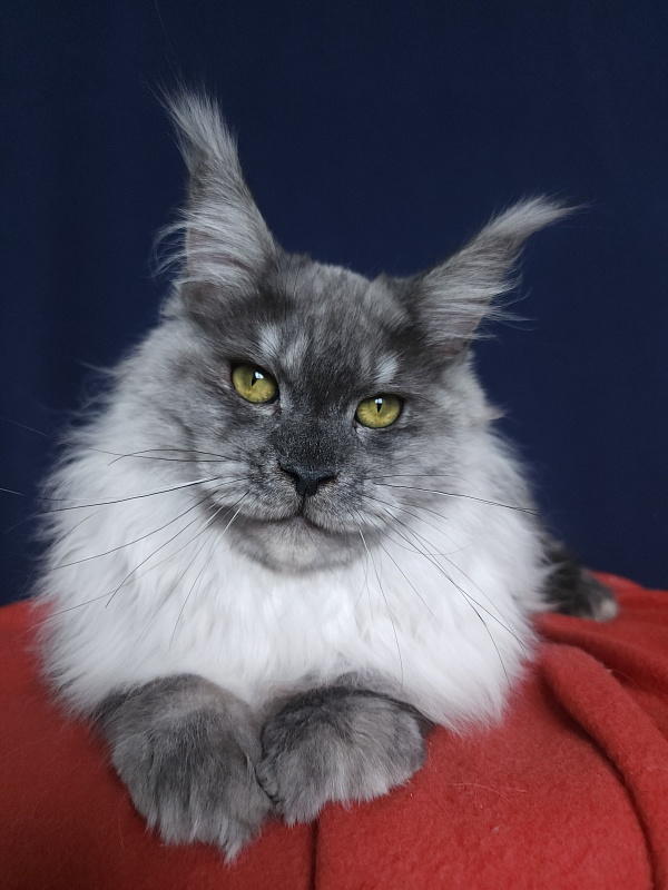 Marta Cat Akbars - Kitten maine-coon 6 months 1 week