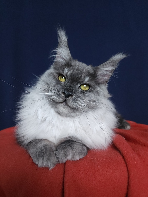 Marta Cat Akbars - Kitten maine-coon 6 months 1 week