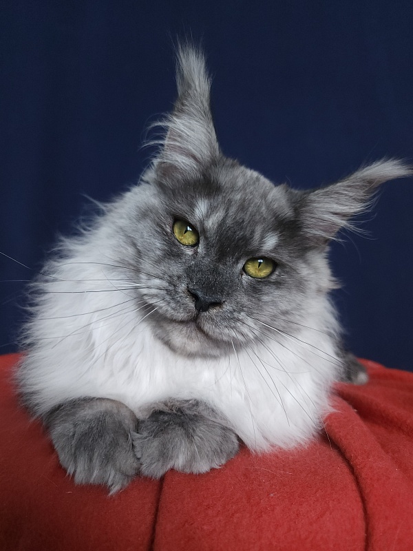 Marta Cat Akbars - Kitten maine-coon 6 months 1 week