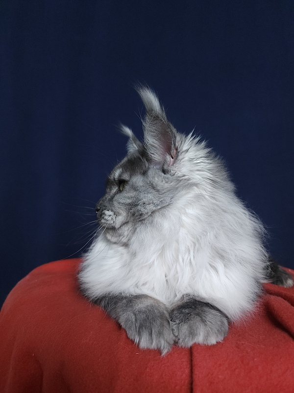 Marta Cat Akbars - Kitten maine-coon 6 months 1 week