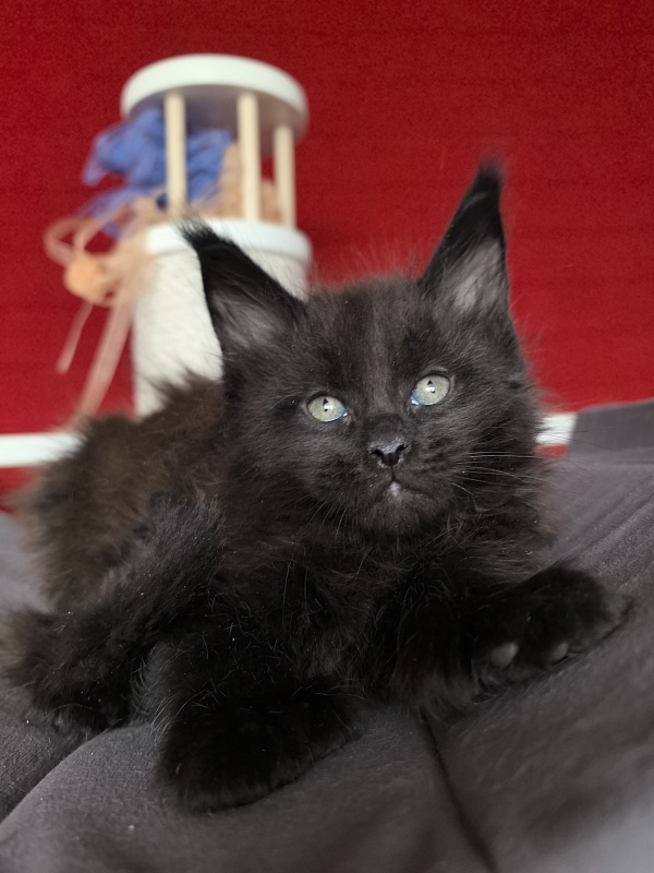 E* Juffin Akbars (polydactyl 66/66) - Kitten maine-coon 1 month 1.5 week