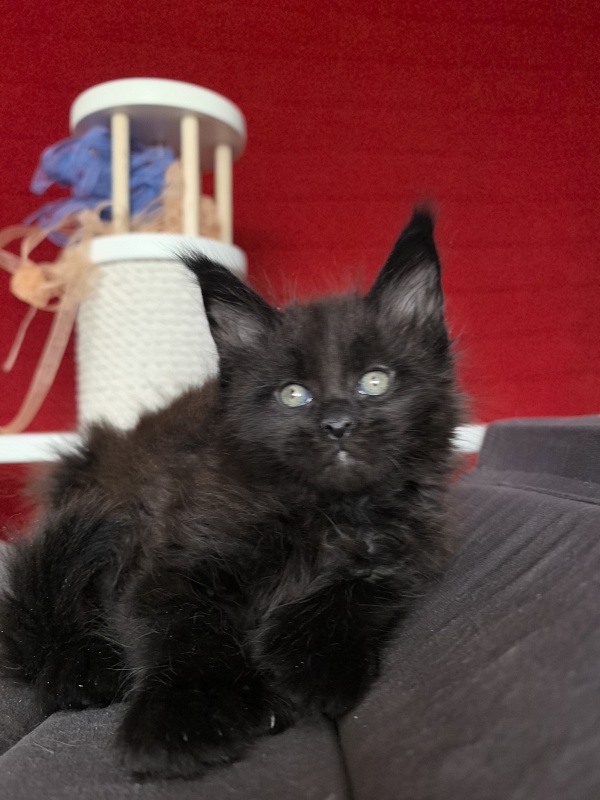 E* Juffin Akbars (polydactyl 66/66) - Kitten maine-coon 1 month 1.5 week