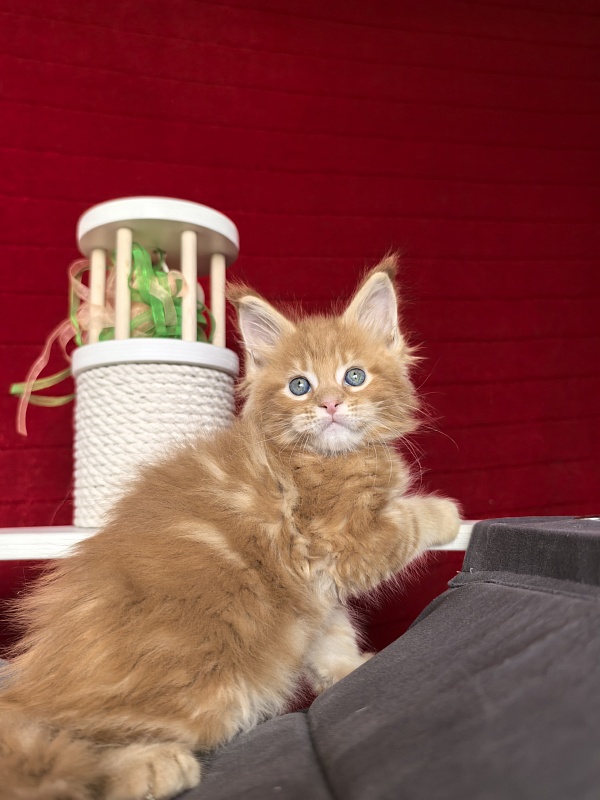 E*Rusty Akbars - Kitten maine-coon 1 month 1.5 week