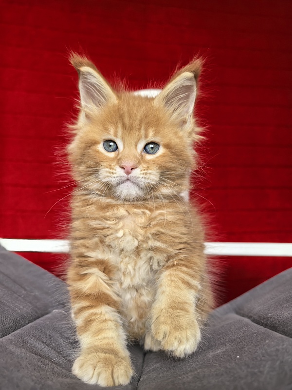 E*Rusty Akbars - Kitten maine-coon 1 month 1.5 week