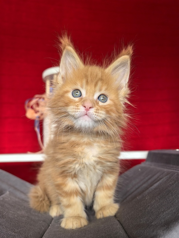 Elit Pepper Akbars - Kitten maine-coon 1 month 1.5 week