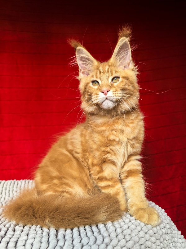 Elit Pepper Akbars - Kitten maine-coon 2 months 4 weeks