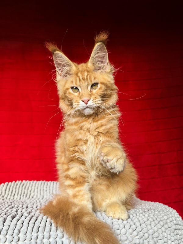 Elit Pepper Akbars - Kitten maine-coon 2 months 4 weeks