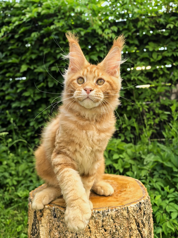 Elit Pepper Akbars - Kitten maine-coon 3 months 1 week