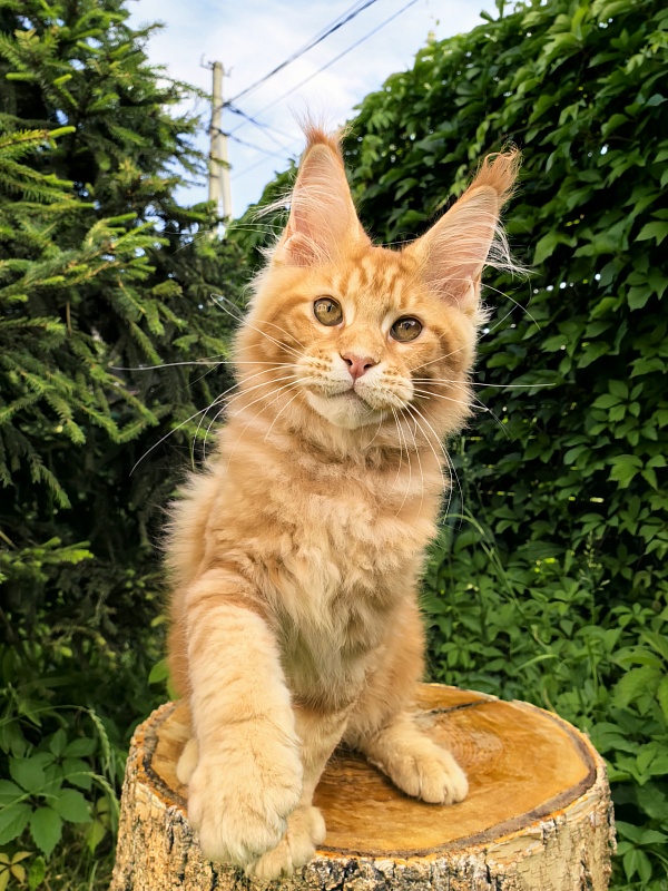 Elit Pepper Akbars - Kitten maine-coon 3 months 1 week