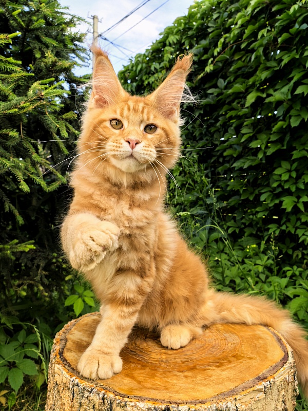 Elit Pepper Akbars - Kitten maine-coon 3 months 1 week