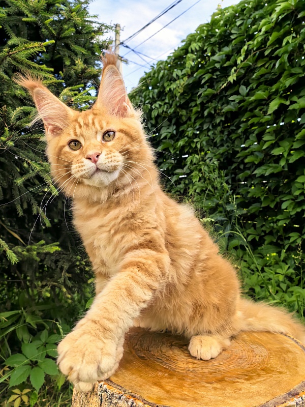 Elit Pepper Akbars - Kitten maine-coon 3 months 1 week