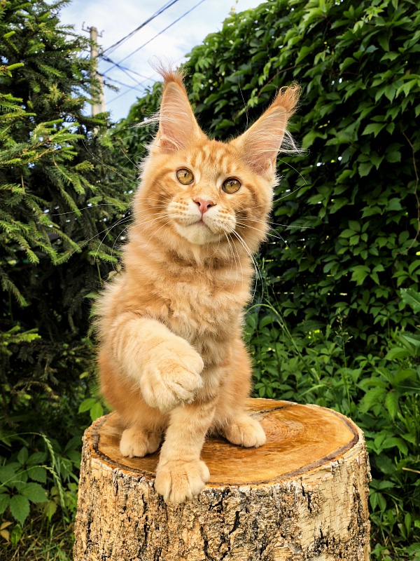 Elit Pepper Akbars - Kitten maine-coon 3 months 1 week