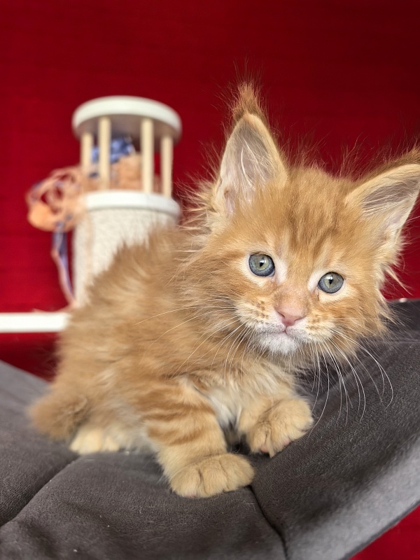 Elit Pepper Akbars - Kitten maine-coon 1 month 1.5 week