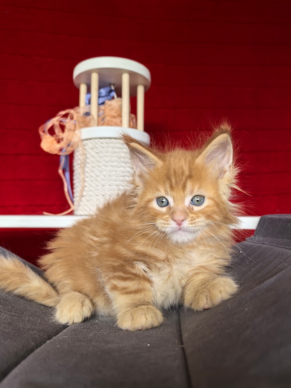 Elit Pepper Akbars - Kitten maine-coon 1 month 1.5 week