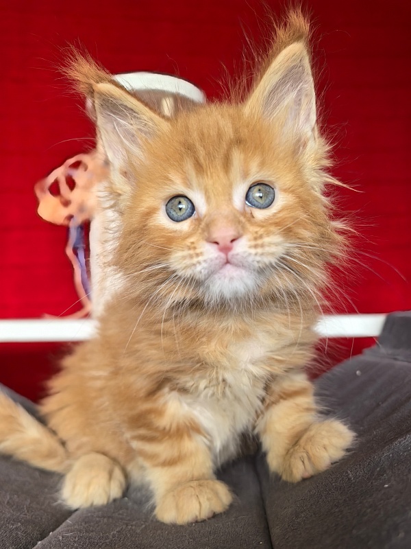Elit Pepper Akbars - Kitten maine-coon 1 month 1.5 week