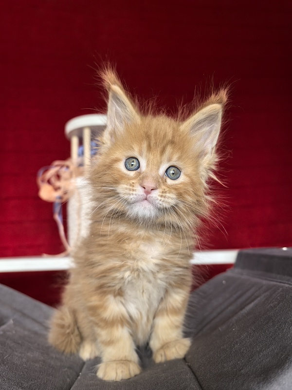Elit Pepper Akbars - Kitten maine-coon 1 month 1.5 week