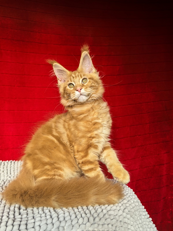 Elit Pepper Akbars - Kitten maine-coon 2 months 4 weeks