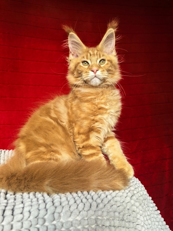 Elit Pepper Akbars - Kitten maine-coon 2 months 4 weeks