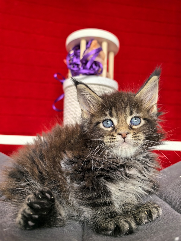 Elit Dev Akbars (polydactyl 66/66) - Kitten maine-coon 1 month 1.5 week