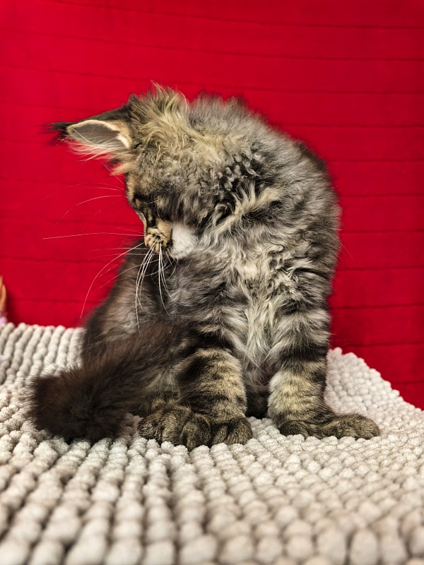 Elit Dev Akbars (polydactyl 66/66) - Kitten maine-coon 3 months