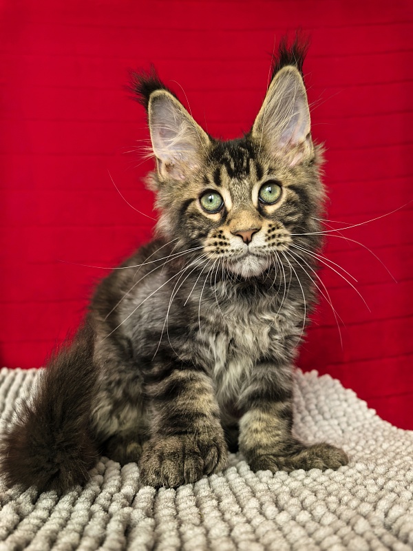 Elit Dev Akbars (polydactyl 66/66) - Kitten maine-coon 3 months